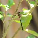 Image of Hemicordulia virens