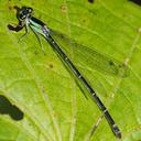 Image of Anisagrion allopterum