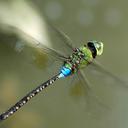 Image of Anax guttatus
