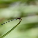 Image of Protoneura caligata