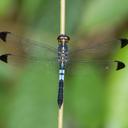 Image of Cratilla metallica