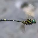 Image of Onychogomphus louissiriusi