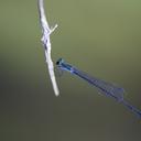 Image of Peristicta jalmosi