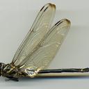 Image of Chlorogomphus brunneus
