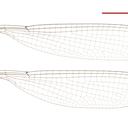 Image of Lestoidea barbarae