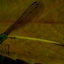 Image of Ceriagrion citrinum