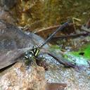 Image of Stylogomphus chunliuae