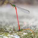 Image of Ceriagrion chaoi