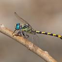 Image of Onychogomphus assimilis