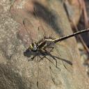 Image of Gomphurus ozarkensis