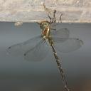 Image of Periaeschna nocturnalis