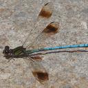 Image of Diphlebia hybridoides