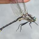 Image of Gomphurus fraternus