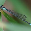 Image of Anisagrion kennedyi