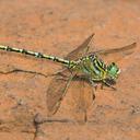 Image of Ceratogomphus pictus