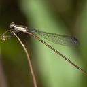 Image of Protoneura dunklei