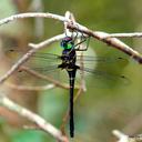 Image of Epophthalmia vittigera