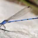 Image of Argia lacrimans