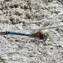 Image of Rhionaeschna elsia