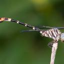 Image of Phyllogomphoides albrighti