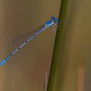 Image of Azuragrion somalicum