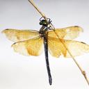 Image of Chlorogomphus auripennis