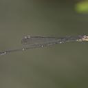 Image of Drepanoneura tennesseni