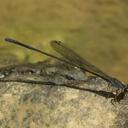 Image of Coenagriocnemis rufipes