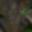 Image of Coeliccia hainanense