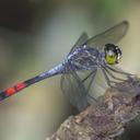 Image of Agrionoptera sexlineata