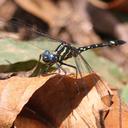 Image of Neodythemis munyaga