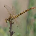 Image of Crenigomphus kavangoensis