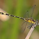 Image of Austrogomphus divaricatus