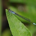 Image of Cyanallagma bonariense