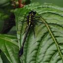 Image of Mattigomphus tamdaoensis