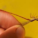 Image of Ceriagrion platystigma