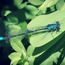 Image of Antiagrion blanchardi