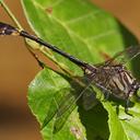 Image of Gomphurus dilatatus