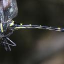 Image of Macromia chaiyaphumensis