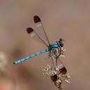 Image of Lestoideidae