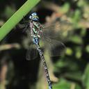 Image of Rhionaeschna haarupi