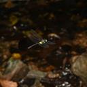Image of Chlorogomphus nakamurai