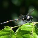 Image of Macrogomphus thoracicus