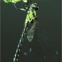 Image of Ophiogomphus tibeticus