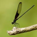 Image of Hetaerina titia