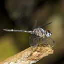 Image of Argyrothemis argentea