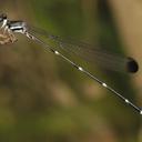 Image of Platysticta secreta