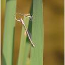 Image of Argentagrion ambiguum