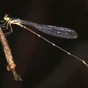 Image of Ceylonosticta hilaris