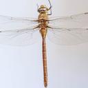 Image of Anax bangweuluensis